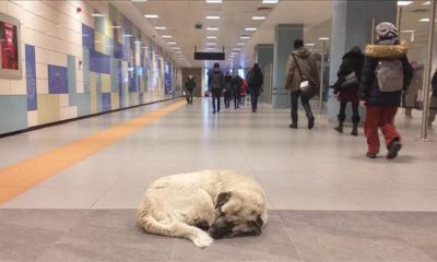 İstanbul’da sokak hayvanları istasyonlara sığındı!.
