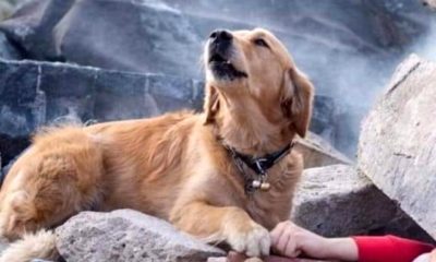 Enkaz başındaki köpeğin, acı bekleyişi yürekleri yaktı!.