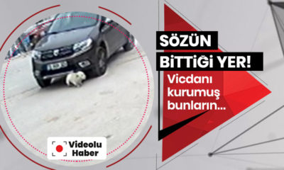 Göz göre göre köpeği ezdi, “görmedim” dedi!. (video haber)