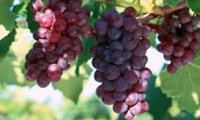 Uzman açıkladı!. İşte üzümün bilinmeyen faydaları!.