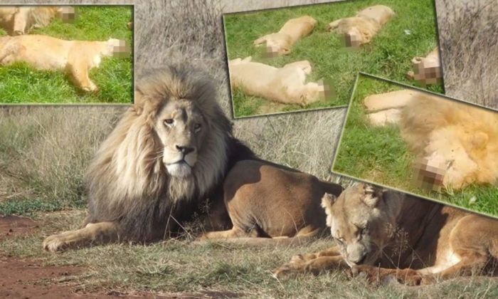 Güney Afrika’da 16 aslan büyü için katledildi!.