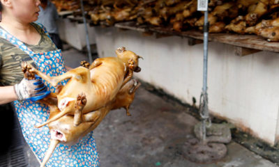 Bunlar nasıl yenir?!. İşte Çin’de yenen vahşi hayvanlar…