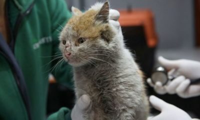Elazığ depreminde enkaz altından çıkarılan kedi “Toros”a belediyede bakılıyor!.