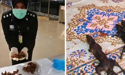 Midesi olan bunu nasıl yer?!. Havalimanında fare etleriyle yakalandı!.