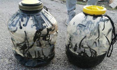 Yasadışı sülük avlayan 73 bin lira ödeyecek!.