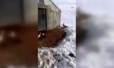 Çiftçinin, tavuklarını avlamakta ısrarcı tilki ile sohbeti güldürdü!. (video haber)