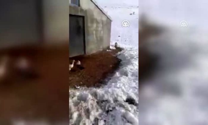 Çiftçinin, tavuklarını avlamakta ısrarcı tilki ile sohbeti güldürdü!. (video haber)