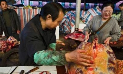 Ölümcül virüsün yarasalardan geçtiği kesinleşti!.