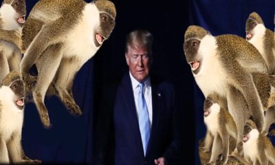 Ya maymunlar Trump’a saldırırsa!.