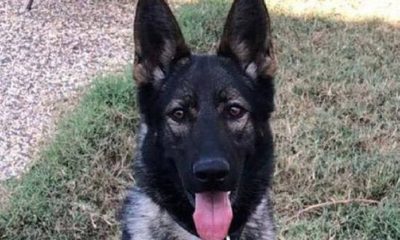 Avustralya’da polis köpeği Ozzie, fazla narin olduğu için işten kovuldu!.
