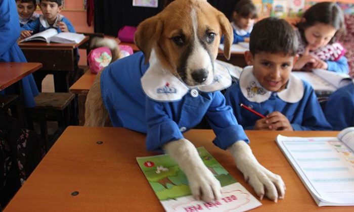 Fındık tedavi gördüğü veteriner kliniğinde hayatını kaybetti!.