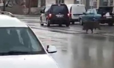 Kütahya’da ekmek fırınını domuzlar bastı!.