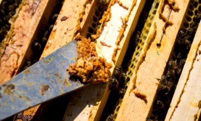 Koronavirüsle savaşta en etkili silah!. Günde en az 2 tatlı kaşığı tüketmek gerekiyor!.