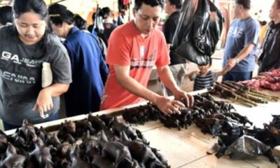 Çin akıllanmadı, virüsün çıkış noktası vahşi hayvan pazarını yeniden açtı!.