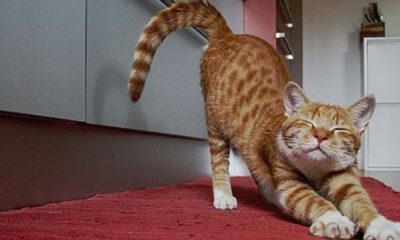 Kedi, coronavirüs olan sahibinden enfekte oldu!.