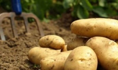 Patates soğan fırsatçıları yine devrede!. Alçaklar şimdi de koronavirüsü bahane edip patatese yüzde 100 zam yaptılar!.