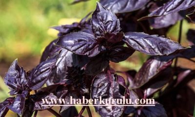 Şifa iksiri mor reyhanın mucizevi faydaları…