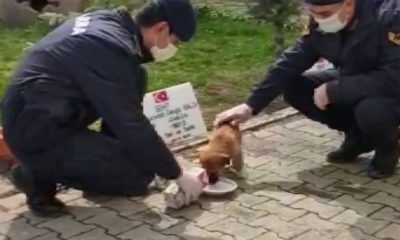 Merhametli Türk Askeri! Jandarmalar aç kalan sokak hayvanlarını elleriyle besledi!. (video haber)