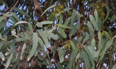 Okaliptus tüm solunum yolu rahatsızlıklarına iyi geliyor!.