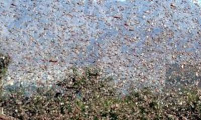 BM’den korkutan çekirge istilası uyarısı!. 20 kat daha büyük!.