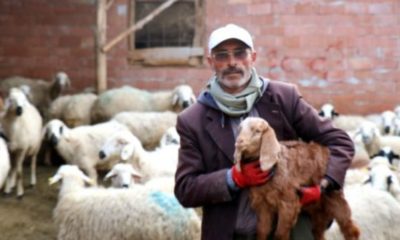 Sağlık Bakanı Koca’ya şiir yazan çoban Sosyal medyada rekor kırdı!. (Tıkla İzle)