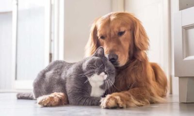 İnsandan bulaşır ama onlardan bulaşmaz!.