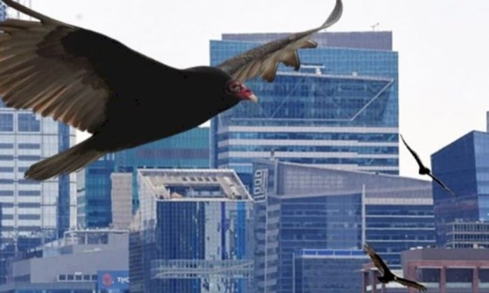 New York’u ceset kokusu alan akbabalar ve kargalar bastı!.