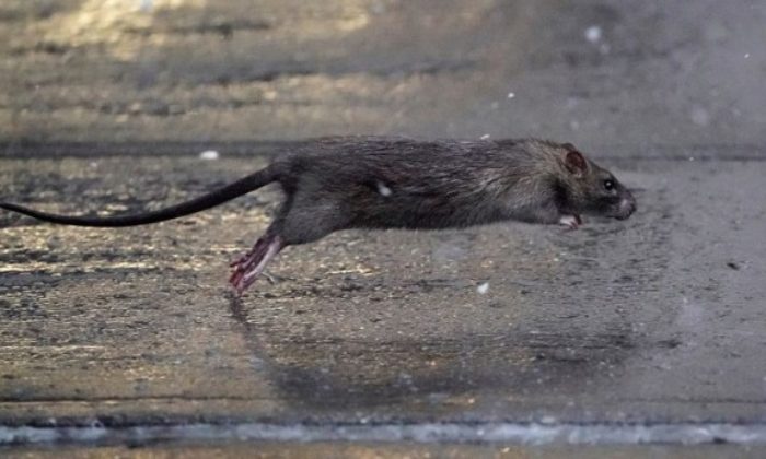 Koronavirüsten sonra ABD’yi tehdit eden yeni tehlike: Fareler!.