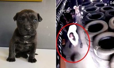 Yavru köpeği kaldırıp yere vurarak öldüren şerefsiz alçak ev hapsiyle kurtuldu!.