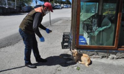Sahibi tedaviye alınan köpek, hastanenin önünden ayrılmıyor!.