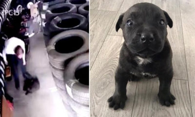 İstanbul’da 3 aylık yavru köpeği öldüren psikopata ev hapsi verildi!.
