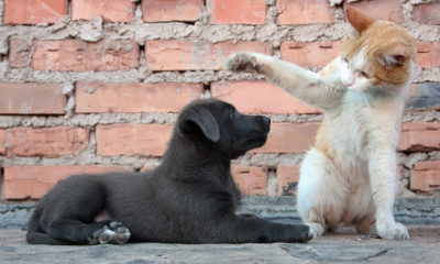 İçişleri Bakanlığı’ndan 81 İl Valiliğine sokak hayvanları için genelge..