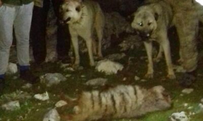 Böyle canilik yok! Köpeklere yakalatıp öldürdüler!.