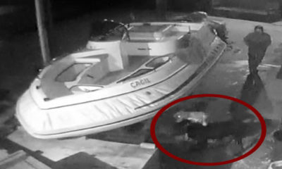 Ankara’dan sonra şimdi de Marmaris’te pitbull dehşeti…