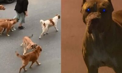 Sultangazi’de sokak köpekleri dehşet saçıyor!.