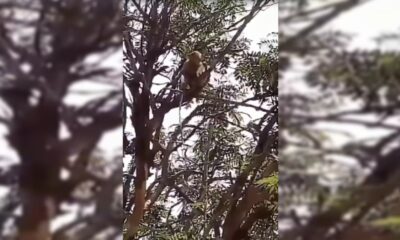 İnanılmaz! Maymunlar sağlık görevlisine saldırıp kan örneklerini çaldı!.