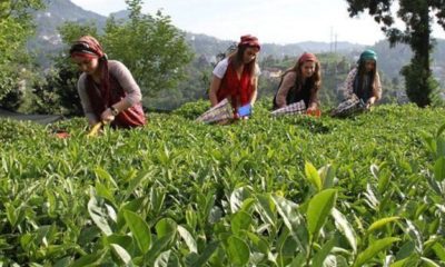 6 bin 900 TL maaş+sigorta ile çalıştıracak eleman bulamıyorlar!.