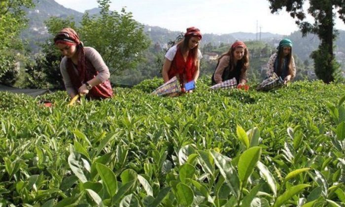 6 bin 900 TL maaş+sigorta ile çalıştıracak eleman bulamıyorlar!.