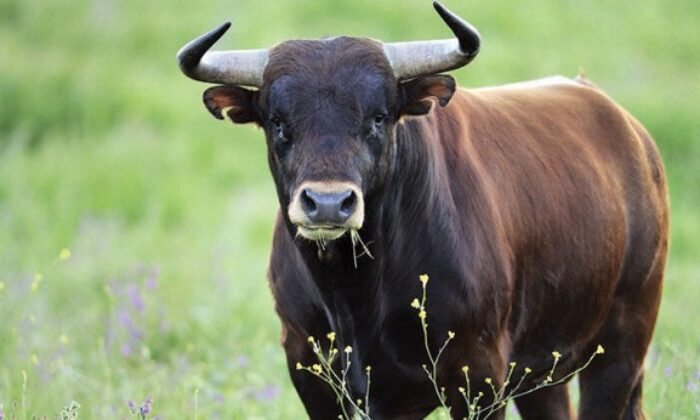 Kars’ta vaka sayısının artmasının nedeni bulundu!.