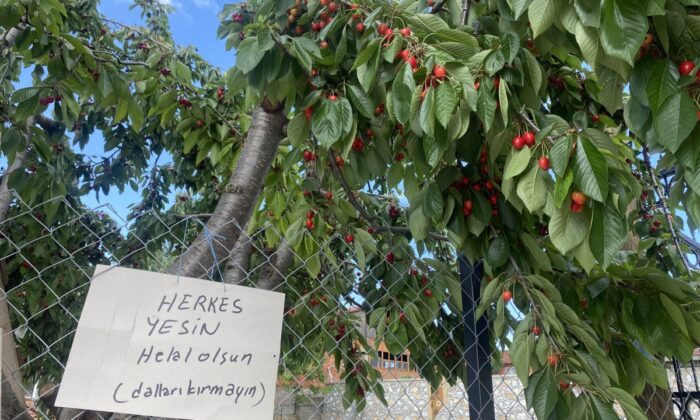 Bilecik’te ağacın altına bırakılan not görenleri şaşırttı!.