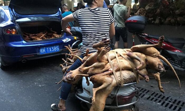 Akıllanmıyorlar! Çin’de köpek eti festivali bu yıl da yapılıyor!.