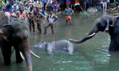 Bu nasıl canilik?! Hindistan’da hamile fil patlayıcılı ananasla öldürüldü!.