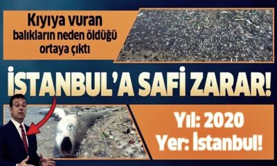 İSKİ’nin pis atıklarının Küçükçekmece’ye akıtılması binlerce balığın ölümüne sebep oldu!.