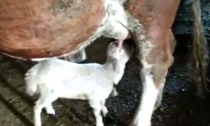 Sivas’ta bir inek, annesiz kalan kuzuyu emzirdi!.