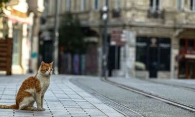 Bu hafta sonu sokağa çıkma yasağı olacak mı?.