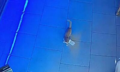 Kasadan para çalan kedi suçüstü yakalandı!..