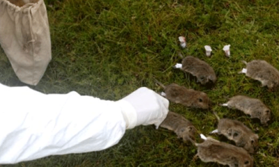 Dünya Sağlık Örgütü’nden Çin’de patlak veren hastalıkla ilgili açıklama! 24 saat içerisinde öldürüyor!.