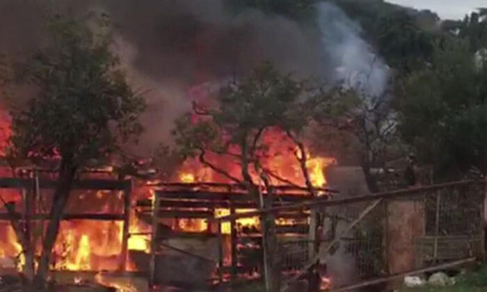 Büyükada’da ormanlık alanda yangın… (video haber)