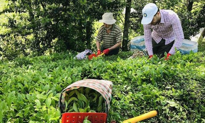 Türk çayı yılın ilk yarısında 7,5 milyon dolar kazandırdı!.