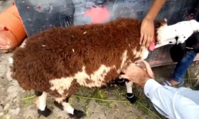 Böyle kurban dolandırıcılığı görülmedi! Hayvanı resmen giydirmişler!.
